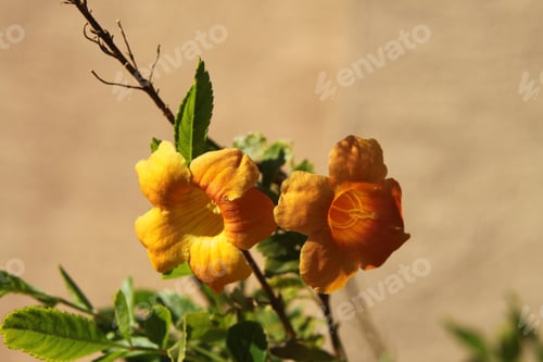 Preview: Clumps Of Orange Trumpet Vine Flowers 6273