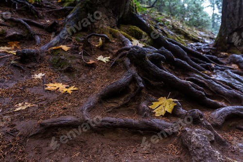 Preview: Hiking Trail Passing By A Series Of Exposed And Interconnected Tree Roots With A Few Autumn Leaves