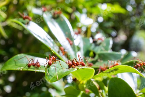 Preview: Leaf Cutter Ants Stripping Down A Decorative Plant In The Costa Rican Rainforest