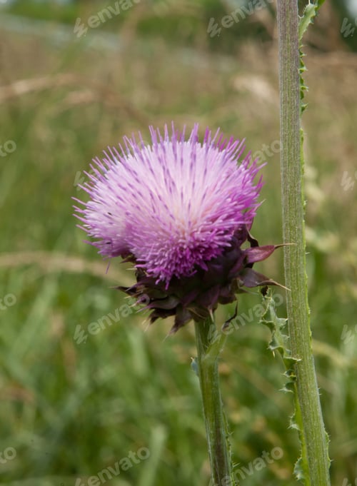 Preview: Purple Thistle In A Field