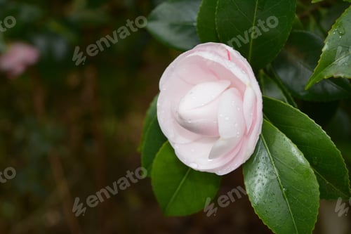 Preview: Very Pretty Pale Pink Camellia Flower Blossom In Bloom.
