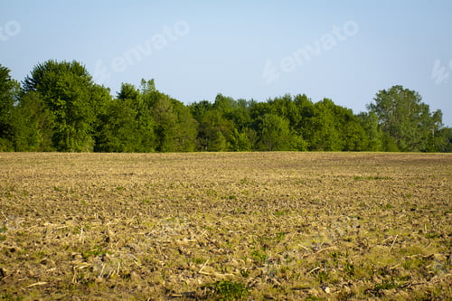 Preview: Yellow Field On Summer Day In American Country