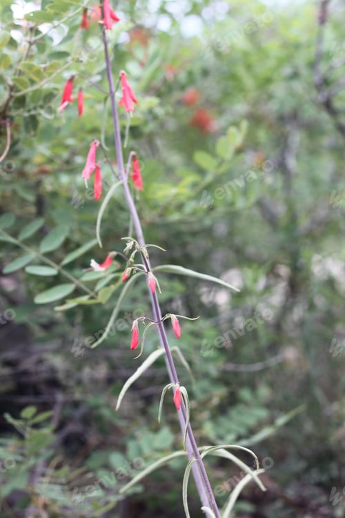Preview: A Firecracker Penstemon With Pink Flowers 8345
