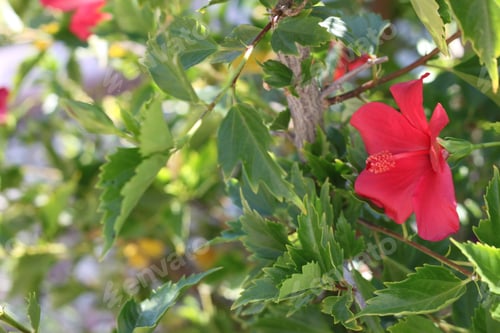 Preview: Pink Hibiscus Blooms On A Thick Green Bush 9964