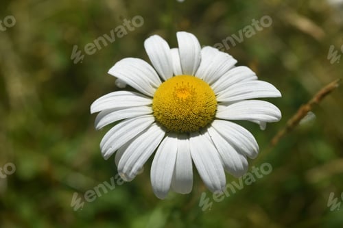 Preview: Beautiful Blooming Common Daisy Blossom On A Sunny Day.