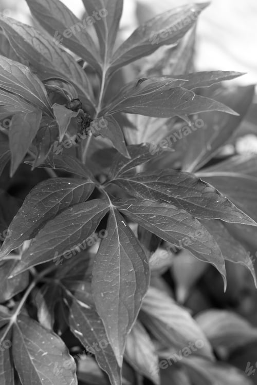 Preview: A Close Up Of Green Leaves On A Peony Bush. 3276