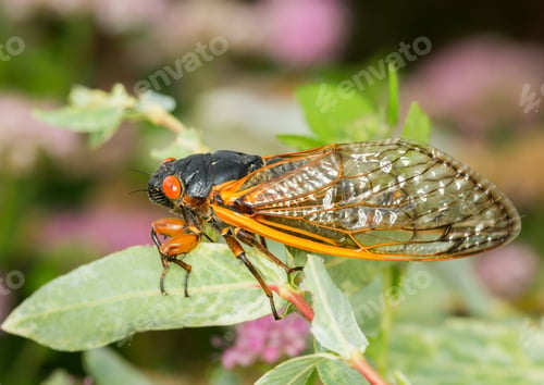 Preview: Cicada From Brood Ii In 2013 In Virginia. Detailed Macro Image Of The Cicadas In The Branches Of
