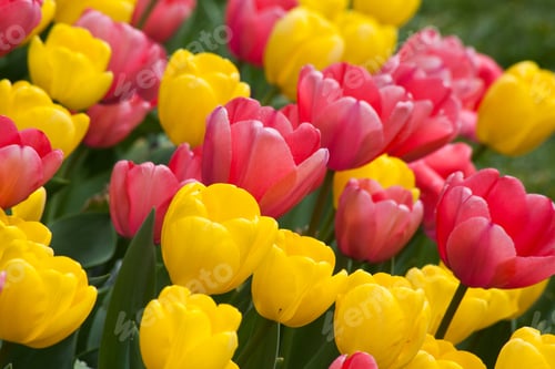 Preview: Tulips Blooming Outdoors In A Flower Bed