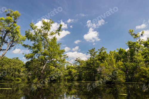 Preview: A Bald Cypress Swamp In The American South, North Carolina, Usa