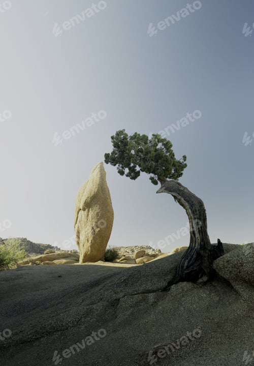 Preview: Rock And Tree At Joshua Tree National Park