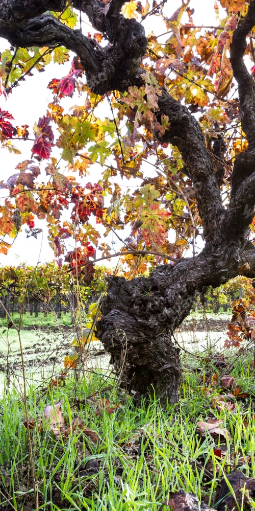 Preview: Beautiful Old Grape Vine With Knots Everywhere And Autumn Colors On Its Leaves