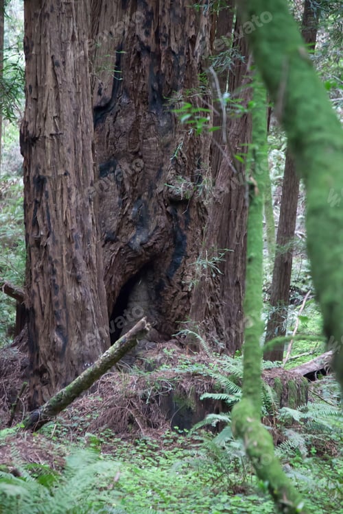 Preview: Coastal Redwood Tree In California