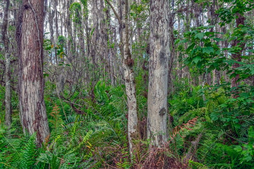 Preview: Everglades National Park Is An American National Park That Protects The Southern Twenty Percent Of