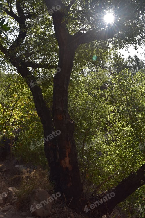 Preview: Sun Shining Through Leaves Of A Burnt Forest Coming Back To Life.