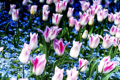 Preview: Fresh And Beautiful Pink And White Color Tulip Blooming In Spring Garden 2.