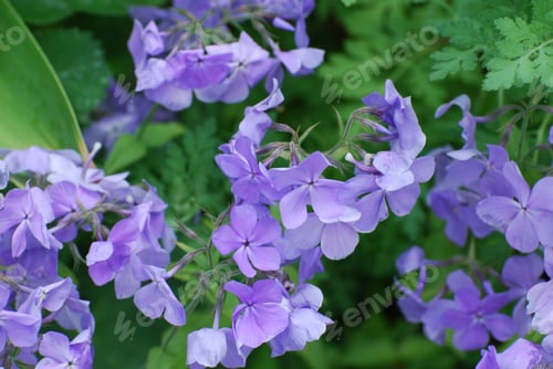 Preview: Pretty Blooming Purple Phlox Flowers Flowering.