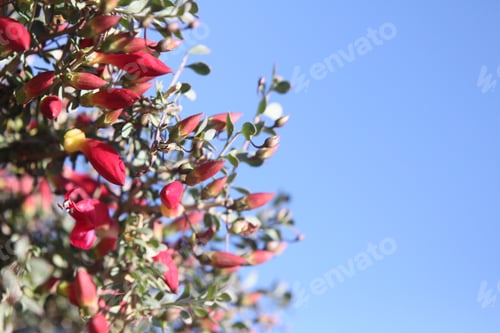 Preview: A Desert Penstemon Bush With Bright Pink Flowers 6531