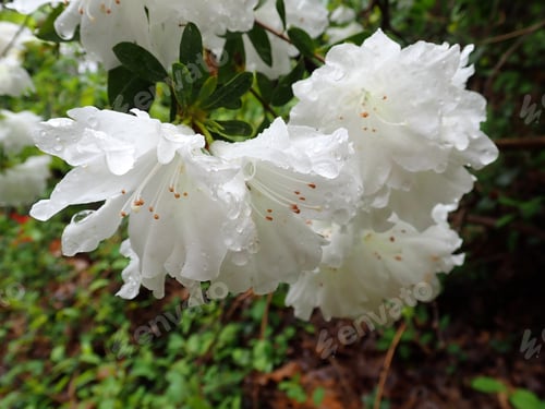 Preview: Azalea Flower With Dew Close Up