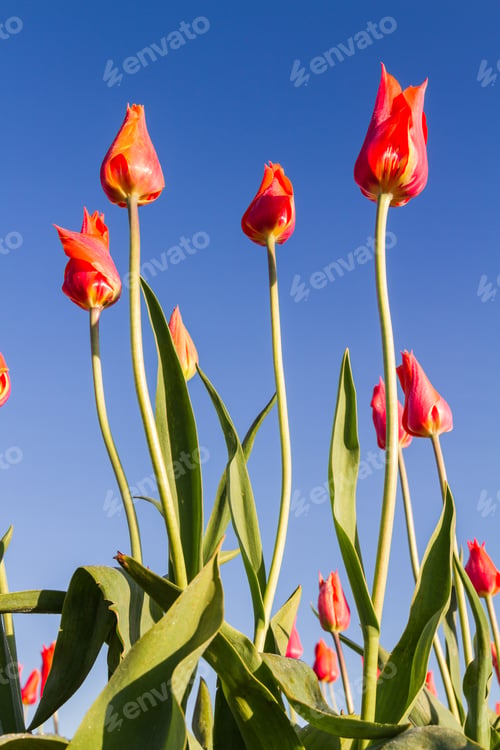 Preview: Beautiful Colorful Tulips With A Blue Sky On The Background