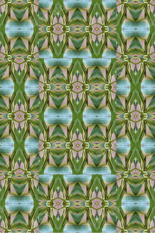 Preview: A Plumeria Rubria Plant Abstract With Lush Green Leaves 0561