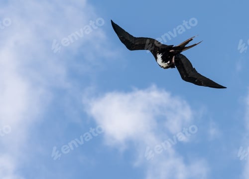 Preview: Great Frigatebird Cleanings Its Feathers While Flying Above Kilauea Point In Kauai