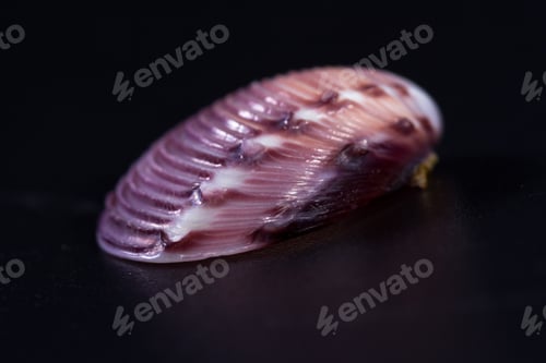 Preview: Colorful Beautiful Sea Shell With Amazing Layers And Details On A Black Background