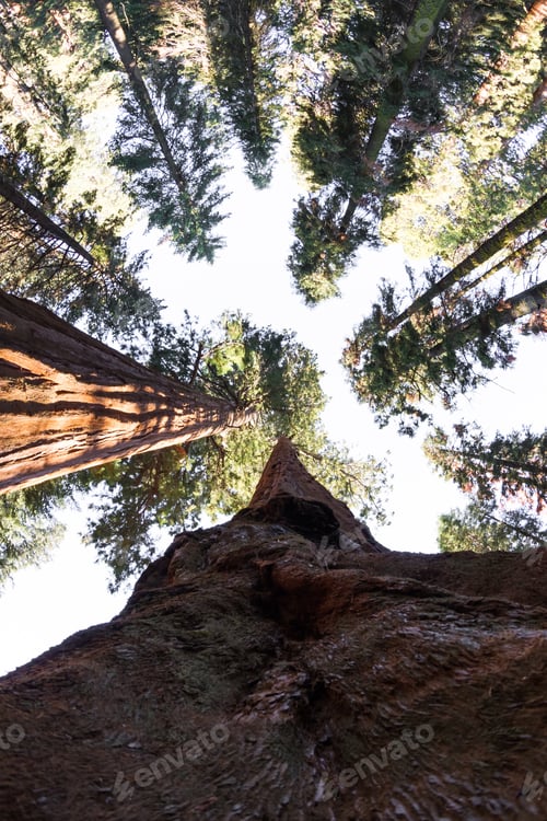 Preview: Looking Up To A Giant Sequoia Tree In The Sequoia National Park In California