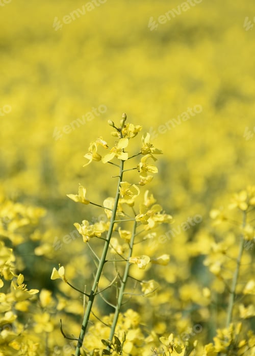 Preview: Garden With Beautiful Flowering Rape Seed Blossoms.