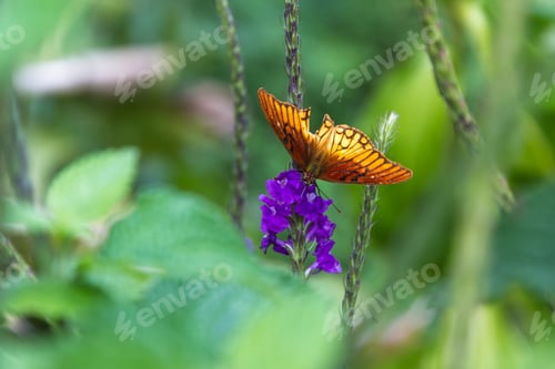 Preview: Tranquil Nature Scene With A Tropical Orange Butterfly Feeding On Porterweed Flower Nectar