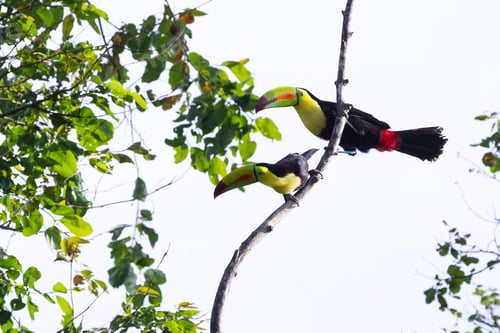 Preview: Two Keel Billed Tucans Perched On A Tree In The Rainforest Of Costa Rica