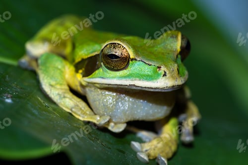 Preview: Close Up Of A Small Masked Frog On A A Large Green Leaf In Costa Rica