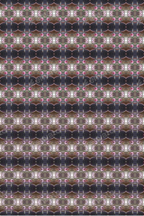 Preview: A Closeup Of An Adenium Plant With Double Bloom Pink And White Flowers