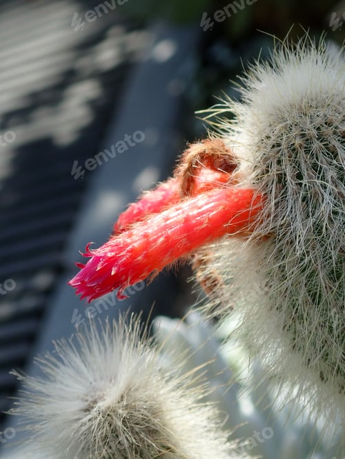 Preview: Close Up Of A Cactus With A Red Flower