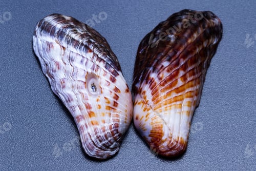 Preview: Close Up Of A Small Sea Shell With Beautiful Colors And Detailed Pattern
