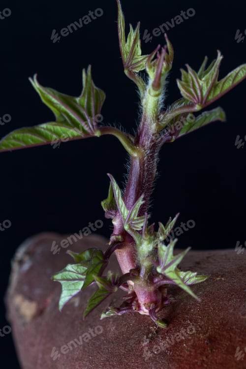 Preview: Close Up Of A Sweet Potato That Sat On The Counter For Too Long And Now Has Stems And Leaves