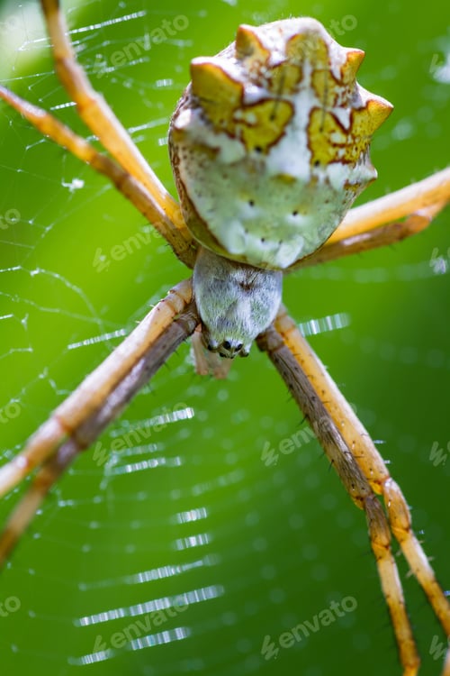 Preview: Close Up Of A Large Spider On Its Web With A Bright Green Leaf In The Background, Photo Taken In