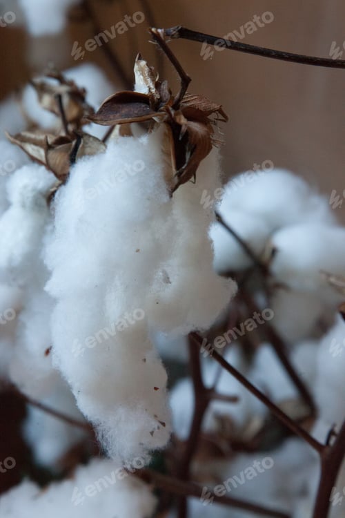 Preview: Cotton On A Plant