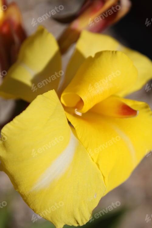 Preview: Punch Yellow Canna Lily Flowers 5693