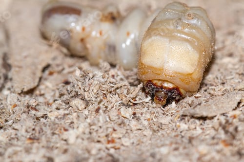 Preview: Round Headed Borer Larvae Burrowed In A Piece Of Tropical Hardwood