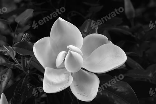 Preview: Magnolia Blossom In Black And White