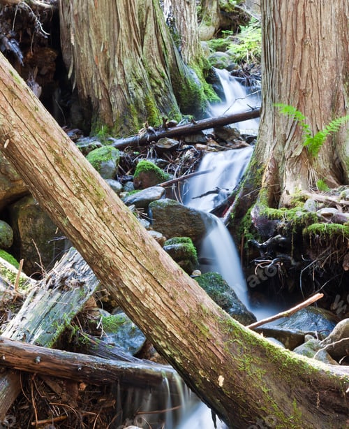 Preview: Tranquil Stream In A Quiet Cedar Tree Forest In Northern Idaho