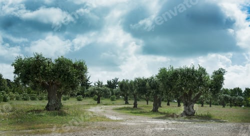 Olive Tree Grove Under Stormy Skyes