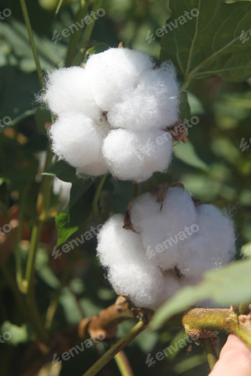 Preview: Cotton Plant Bushes With White Bolls 1104