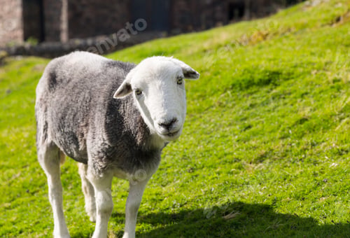 Preview: White And Black Sheep Stare At Viewer In English Lake District