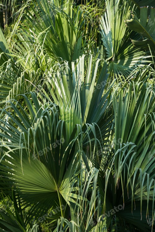 Preview: Palm Leaves Bright Green And Fresh Tropical Background Wallpaper
