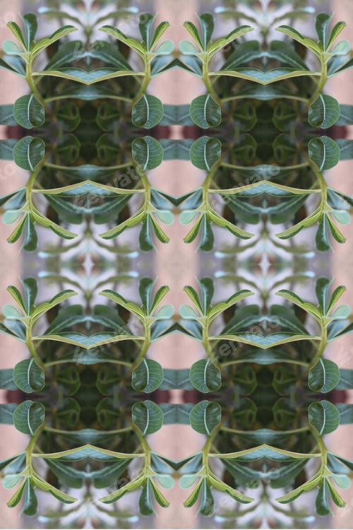 Preview: An Adenium Plant Abstract With Deep Fresh Green Leaves 0217