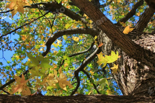 Preview: Colors In Nature - Branched Icon Background - Tree Of Life