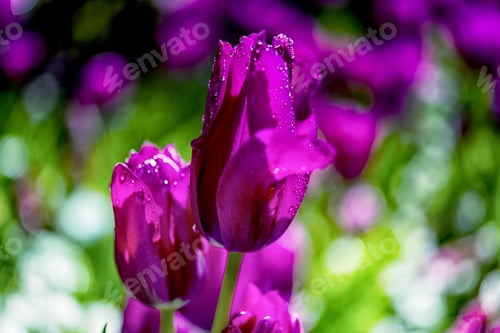 Preview: Pure Magenta Color Tulip Closeup In Sunny Day 1.