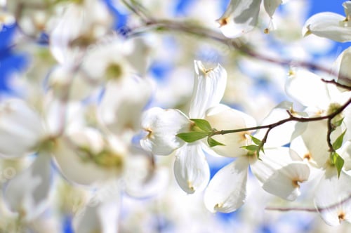 Preview: Dogwood Blossoms - Colors In Nature Background - Pure Essence Of Life