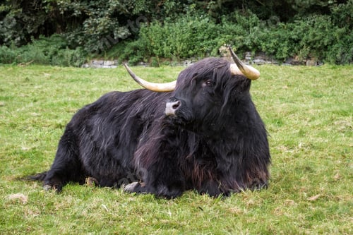 Preview: Close Up Of An Adult Highland Cow In A Field With Fresh Green Grass Late Summer In The Scottish